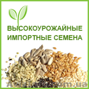 PUEBLO канадский трансгенный сорт кориандра двуручка. #1608711