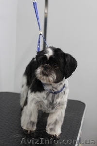 Стрижки собак дешево! Бесплатно. Одесса #1606936