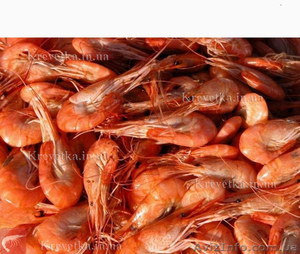 Гамуз креветка #1604845