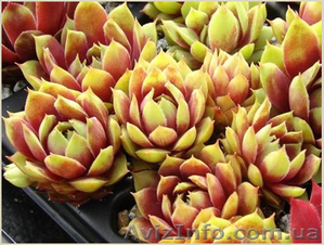 Молодило Andromeda #1605467