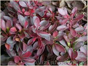 	 Барбарис Atropurpurea #1605461
