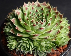 	 Молодило Calcareum SirWil #1605468