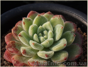 Эхеверия Carol #1605471