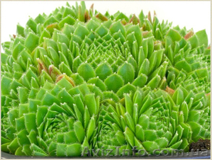 	 Молодило Centaurus #1605469