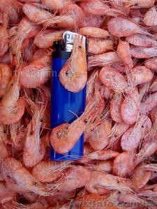 Крупная,  мелкая,  средняя азовская креветка #1604831