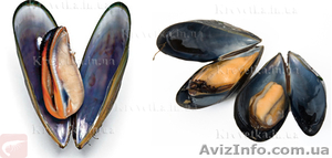 Рапан мясо, мидия в ракушке #1604808