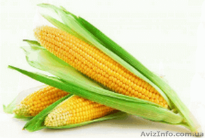 Куплю кукурудзу. #1608575