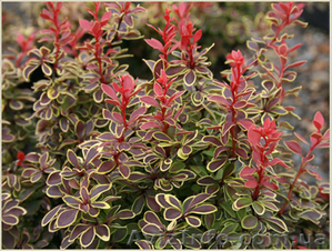 	 Барбарис Coronita #1605462