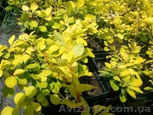 	 Барбарис Evita #1605463