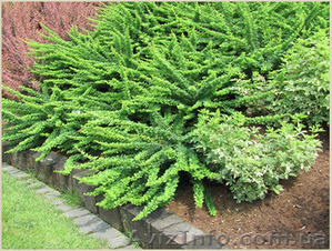 	 Барбарис Green Carpet #1605464