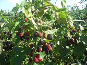 Саженцы ежевики #1607438