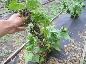 Продам саженцы черной смородины. Сорта: Юбилейная Копаня,  Софиевская. #1608370