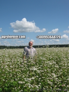 Семена гречихи GRANBY Канадский трансгенный сорт. #1607902