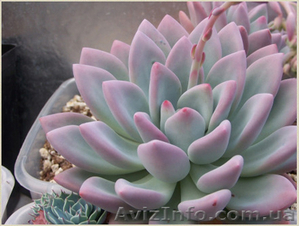 	 Пахифитум Moonglow #1605470