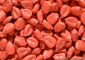 Насіння кукурудзи гібрид Онікс #1605068