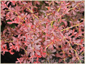 	 Барбарис Orange Dream #1605465