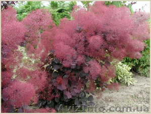 Cкумпия Royal Purple #1605466