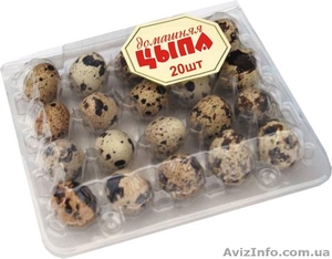 Перепелиные яйца. с.Демидов Киевская область #1602367