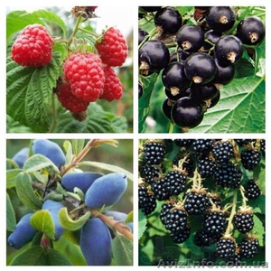 Саженцы смородины,  ежевики,  малины,  клюквы,  голубики  #1612196