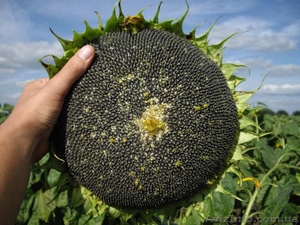 Насіння соняшника - КАРАТ (гранстаростійкий соняшник) #1610690