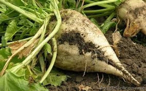 насіння цукрового буряка гібрид Авторитетний. Стійкий до раундапу #1611117