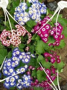 Примула , Крокус, Ценерарий #1609879