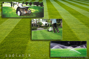 Вычесывание газона. Уход за газоном  #544421