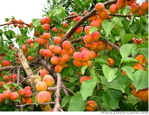 Садовый центр «Солнце сад» предлагает оптом следующие сорта саженцев #1611698