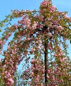 Сакура для ландшафтного дизайна #1613198