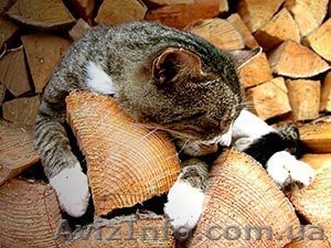 Дрова колотые с доставкой #1611307