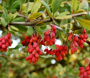 Продам саженцы барбариса #1609395