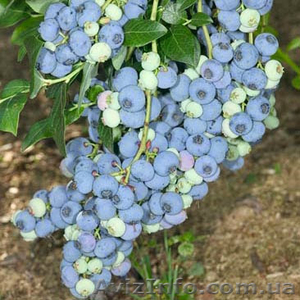 Саженцы #1612369