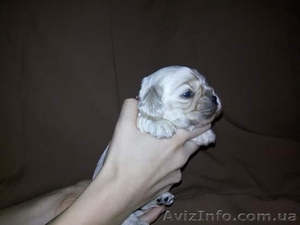 Американский кокер спаниель. Щенки. #739651