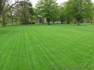 Семена газонной травы урожай 2017 года универсальной.  #1610447