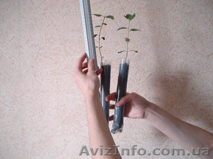 Саженцы Фисташки (морозостойкой) . Звоните! #1609249