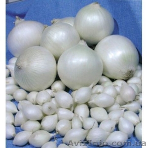 Голландский лук севок Кармен,  Сноуболл,  Центурион,  Штутгартер Ризен #1610448