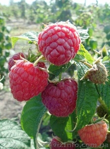 Саженцы малинового дерева Крепыш #1610847