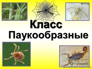 Уничтожение клеща!!! #541175