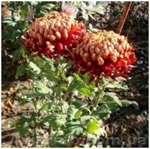 Хризантемы саженцы на весну #1614029