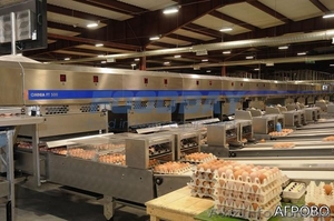 Яйцесортировочная машина Omnia 330 б/у  2012 г. #1615427