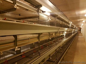 Клетка БИГ ДАЧМАН 2009 г.  #1615270