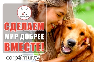 Помощь животным,  питомцам  #1617295