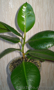 Продам фикус каучуконосный #1604900