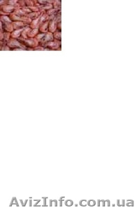 Пр0дам черн0морскую креветку #1615246