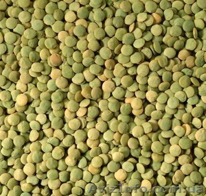 Чечевица Линза #1614685