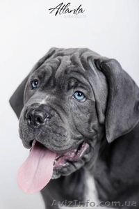 Cane Corso puppies for sale!!!  #1618162