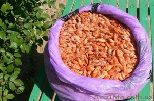 Креветка черноморская без посредников #1618053