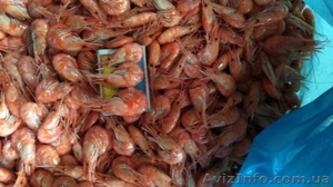 Креветка с черного моря  #1618054