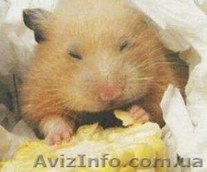 Продаем кукурузу 3 класса #1568064