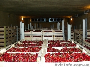 Разные сорта Черешни,  Абрикос ОПТ от 1тонны #1624119